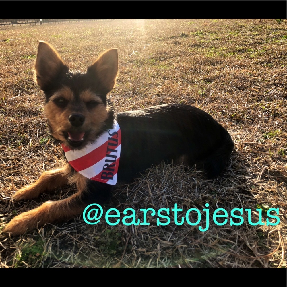 Come check out Brutus on his Instagram Page!!!